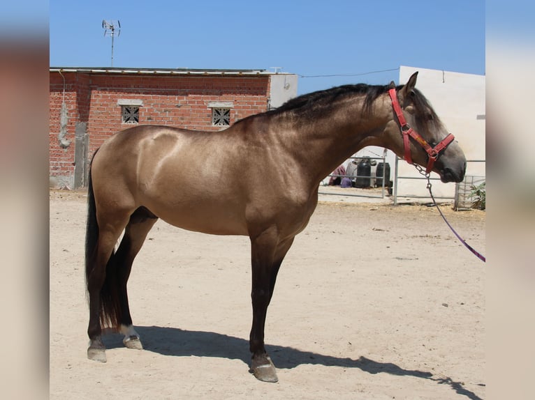 Andalusian Stallion 4 years 16 hh Buckskin in Vejer de la Frontera
