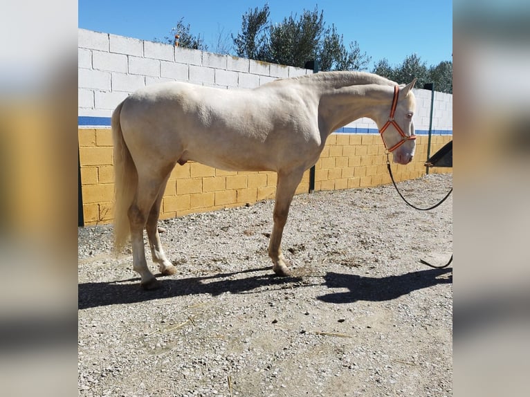 Andalusian Stallion 4 years 16 hh Cremello in Jaen