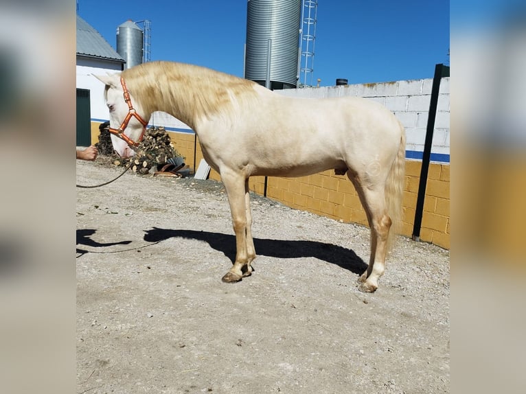 Andalusian Stallion 4 years 16 hh Cremello in Jaen