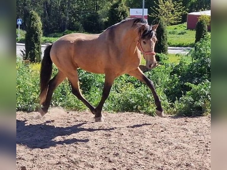 Andalusian Stallion 4 years 16 hh Dun in Avila