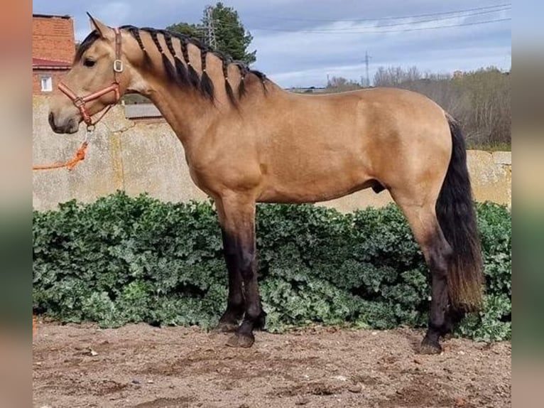 Andalusian Stallion 4 years 16 hh Dun in Avila