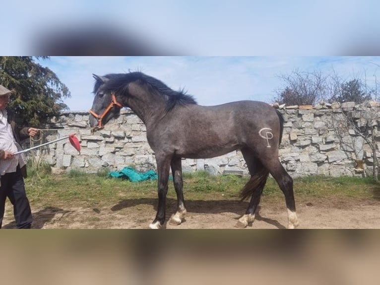 Andalusian Stallion 4 years 16 hh Gray in Avila