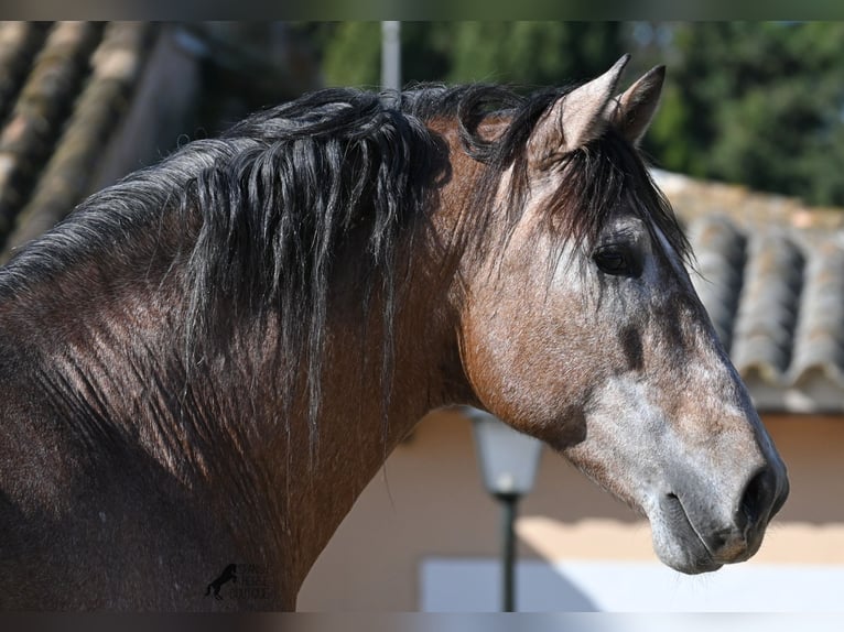 Andalusian Stallion 4 years 16 hh Grey in Mallorca