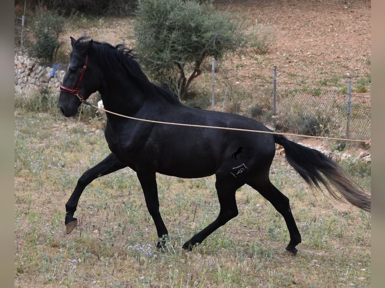 Andalusian Stallion 4 years 16 hh Grey in Mallorca