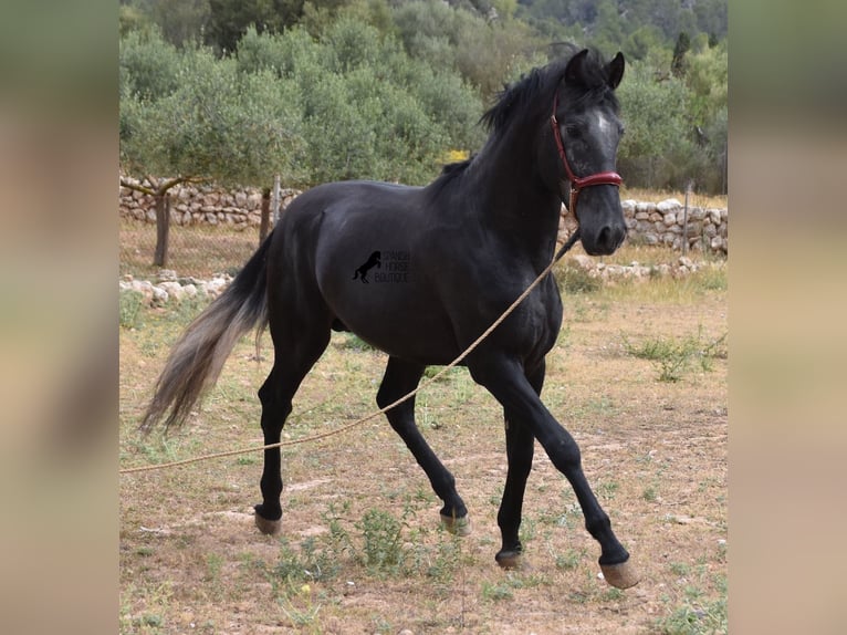 Andalusian Stallion 4 years 16 hh Grey in Mallorca