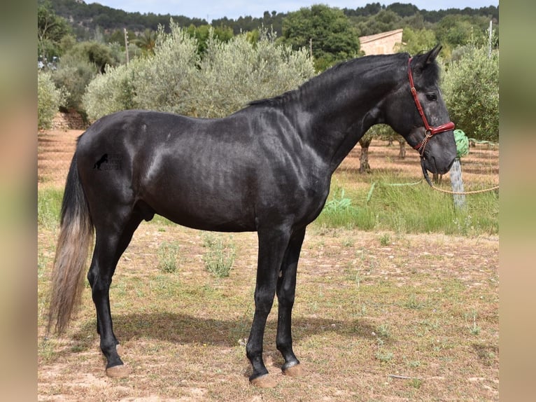 Andalusian Stallion 4 years 16 hh Grey in Mallorca