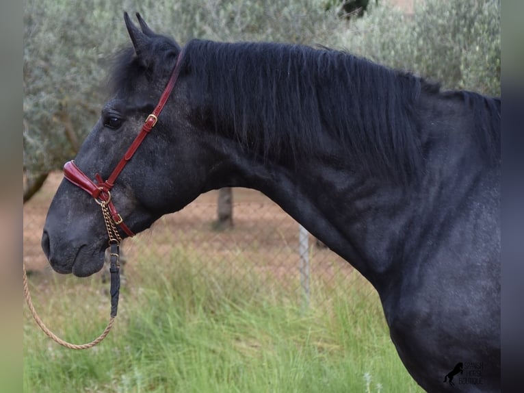 Andalusian Stallion 4 years 16 hh Grey in Mallorca