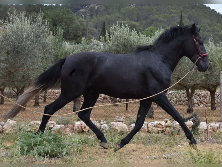 Andalusian Stallion 4 years 16 hh Grey in Mallorca