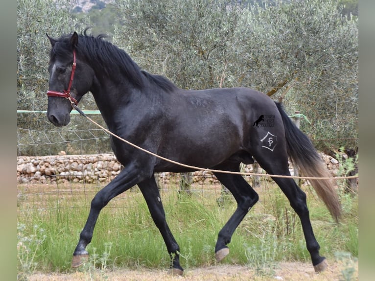 Andalusian Stallion 4 years 16 hh Grey in Mallorca