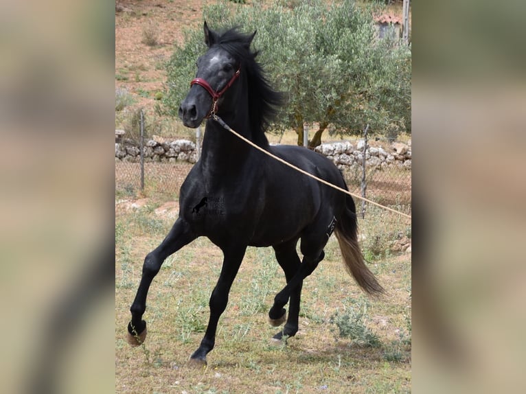 Andalusian Stallion 4 years 16 hh Grey in Mallorca
