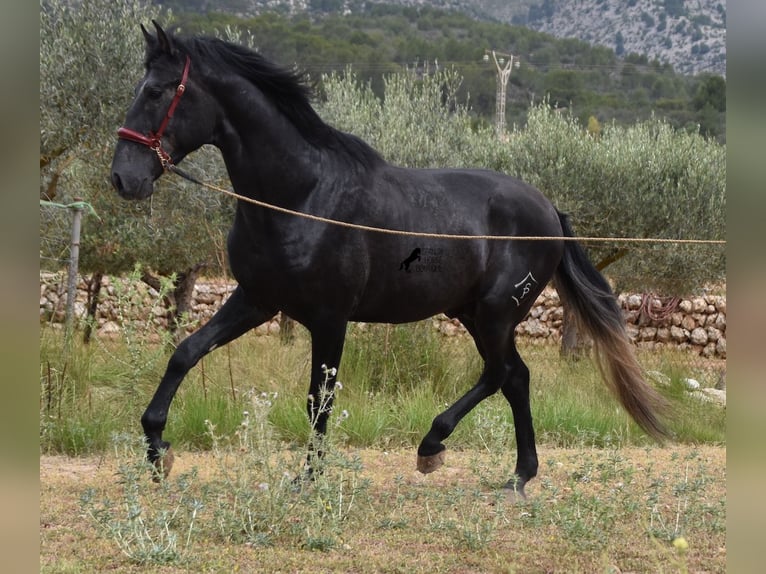 Andalusian Stallion 4 years 16 hh Grey in Mallorca