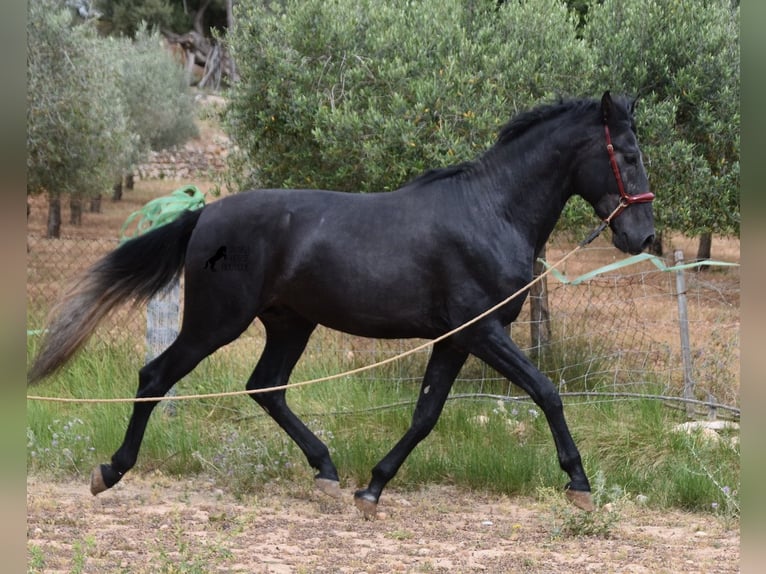 Andalusian Stallion 4 years 16 hh Grey in Mallorca
