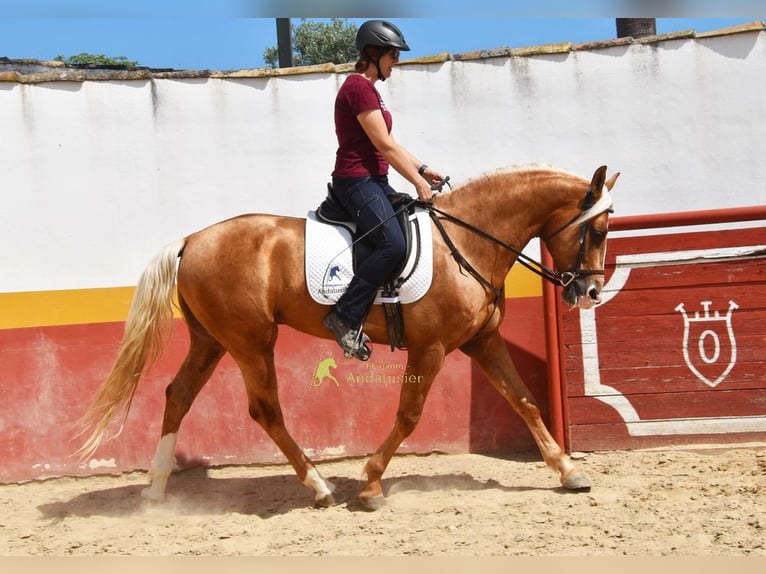 Andalusian Stallion 4 years 16 hh Palomino in Provinz Cordoba