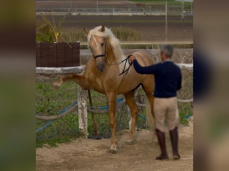 Andalusian Stallion 4 years 16 hh Palomino in Route de Malaga