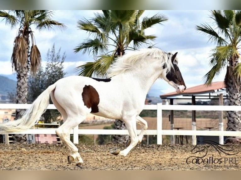 Andalusian Stallion 4 years 16,1 hh Pinto in Barcelona