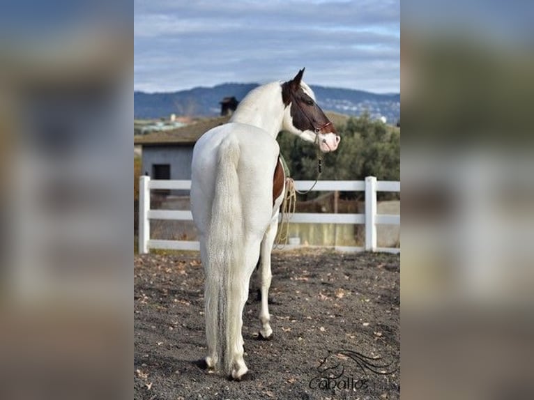 Andalusian Stallion 4 years 16,1 hh Pinto in Barcelona