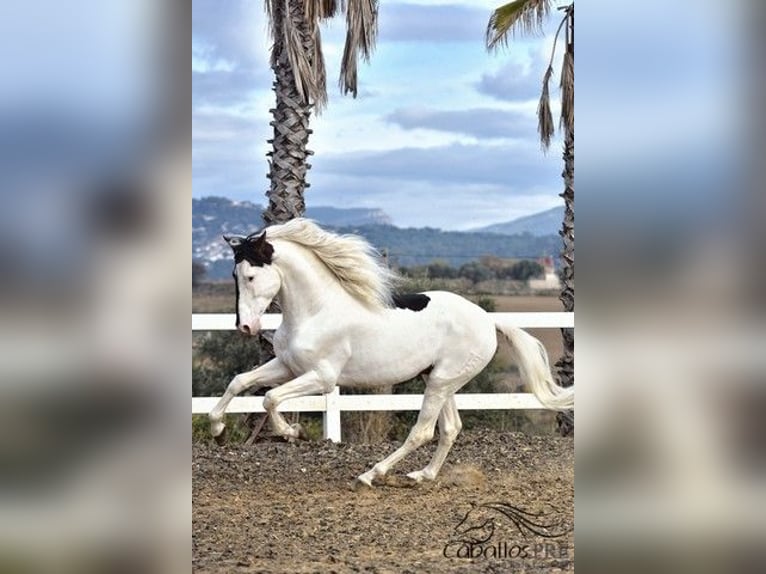 Andalusian Stallion 4 years 16,1 hh Pinto in Barcelona