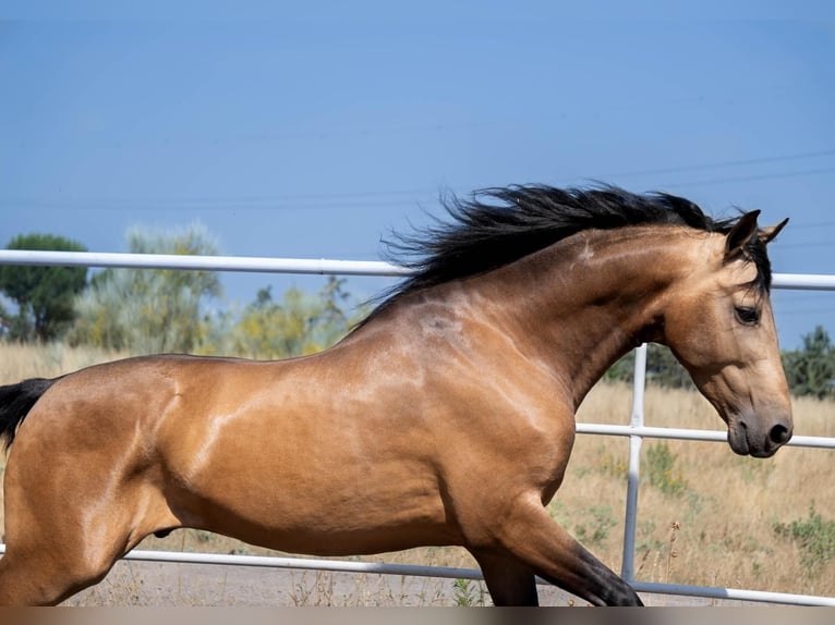 Andalusian Stallion 4 years 16,3 hh Dun in Mostoles