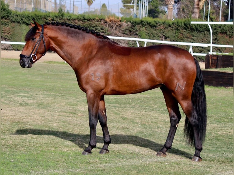 Andalusian Stallion 4 years Bay in Sevilla