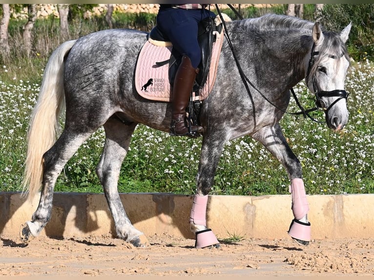 Andalusian Stallion 5 years 15.1 hh Grey in Menorca