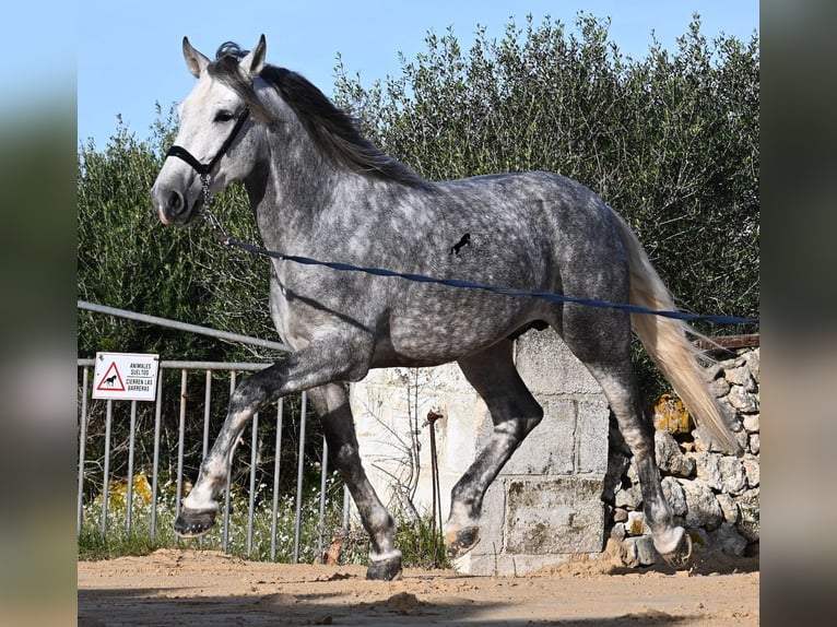 Andalusian Stallion 5 years 15.1 hh Grey in Menorca