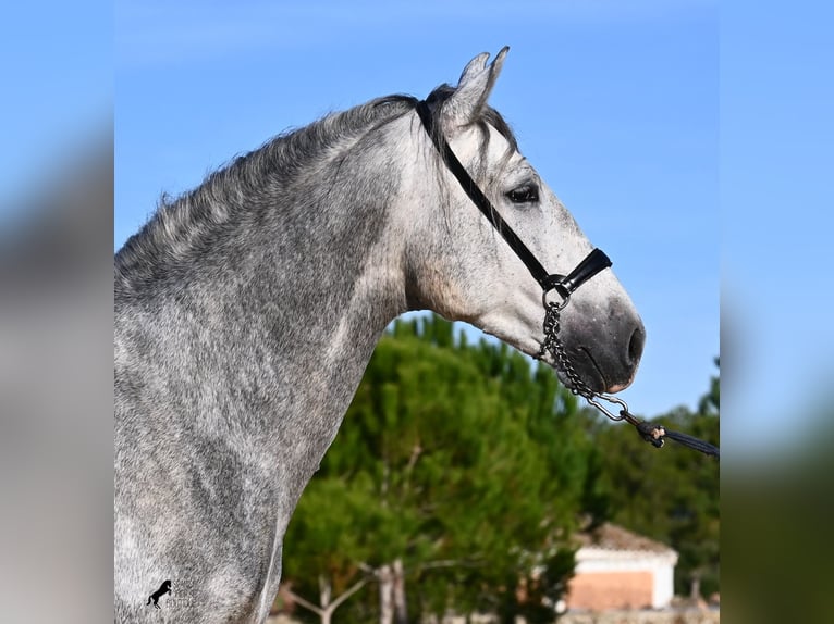 Andalusian Stallion 5 years 15.1 hh Grey in Menorca