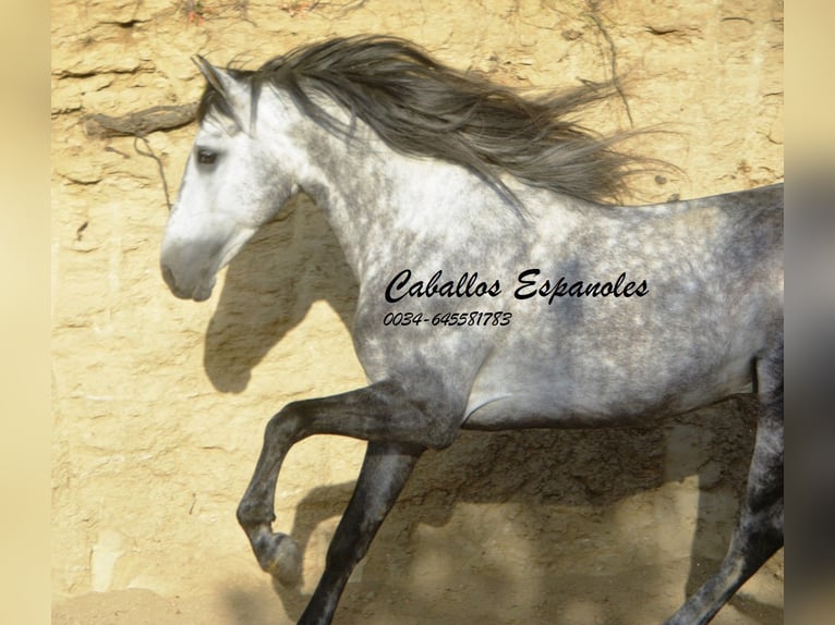 Andalusian Stallion 5 years 15,1 hh Smoky-Black in Vejer de la Frontera