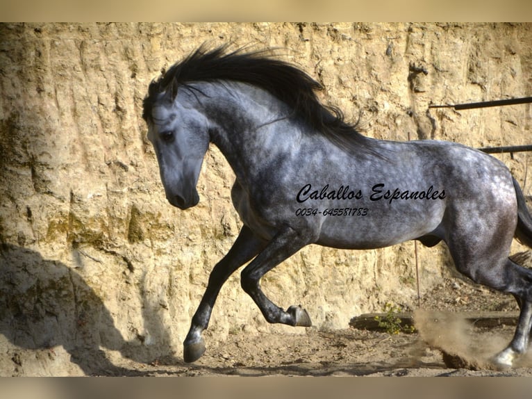 Andalusian Stallion 5 years 15,1 hh Smoky-Black in Vejer de la Frontera