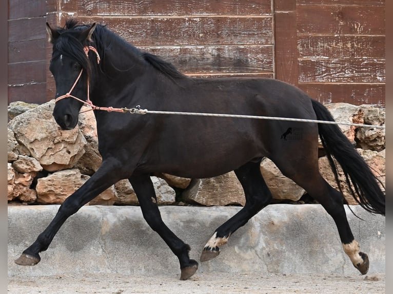 Andalusian Stallion 5 years 15.2 hh Black in Mallorca