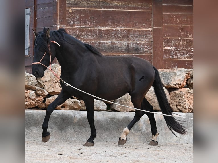 Andalusian Stallion 5 years 15.2 hh Black in Mallorca