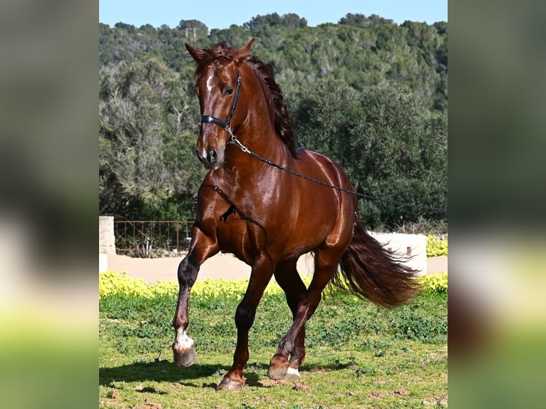 Andalusian Stallion 5 years 15,2 hh Chestnut-Red in Menorca