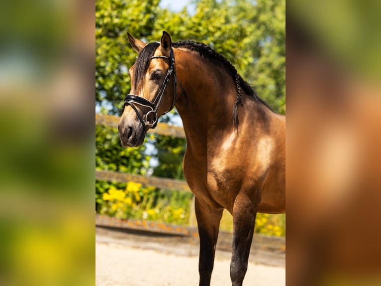 Andalusian Mix Stallion 5 years 15,2 hh Dun in Sm