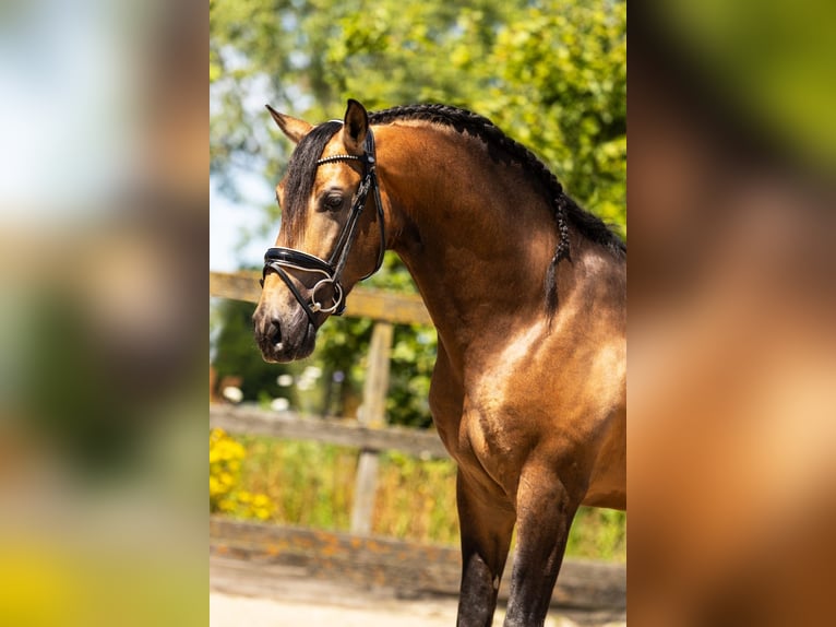 Andalusian Mix Stallion 5 years 15,2 hh Dun in Sm