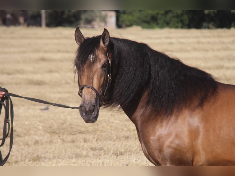 Andalusian Mix Stallion 5 years 15,2 hh Dun in Sm