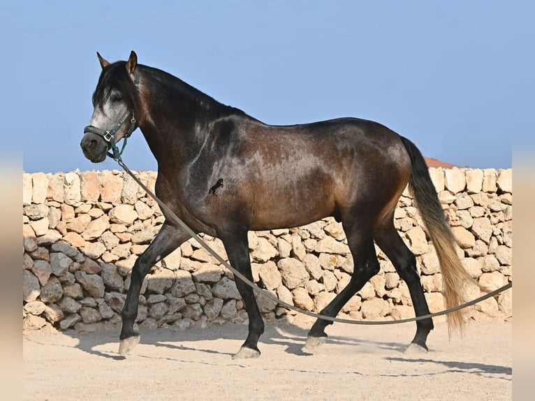 Andalusian Stallion 5 years 15.2 hh Grey in Menorca
