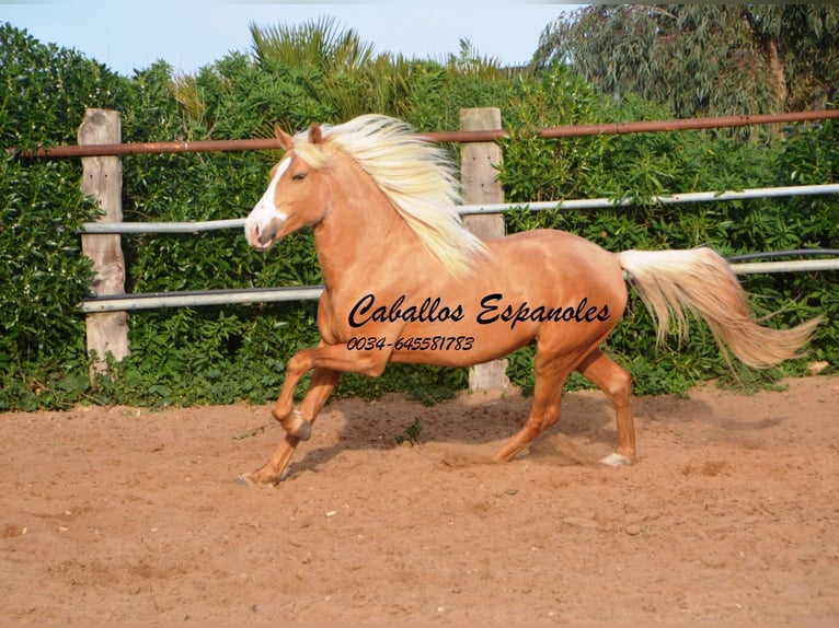 Andalusian Stallion 5 years 15,2 hh Palomino in Vejer de la Frontera
