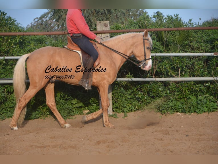 Andalusian Stallion 5 years 15,2 hh Palomino in Vejer de la Frontera