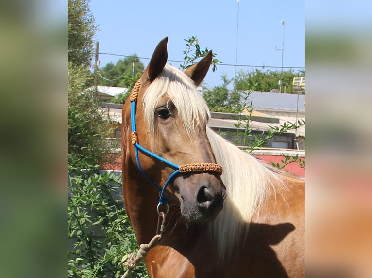 Andalusian Stallion 5 years 15,2 hh Palomino in Vejer de la Frontera