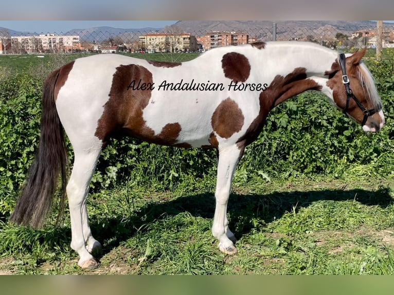 Andalusian Mix Stallion 5 years 15,2 hh Pinto in Sevilla