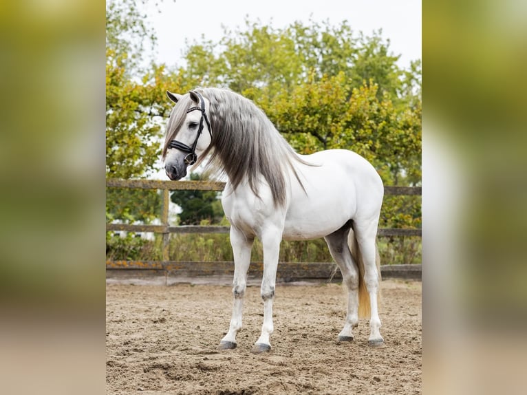 Andalusian Stallion 5 years 15,3 hh Gray in Sm