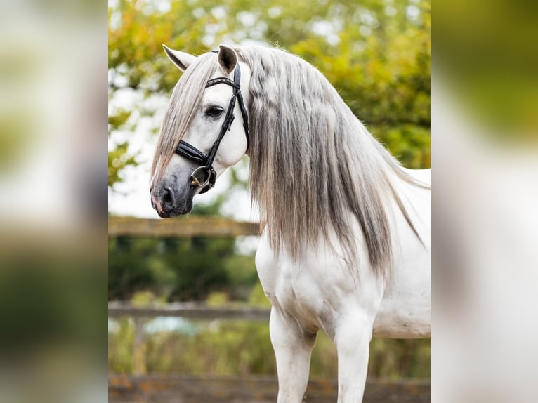 Andalusian Stallion 5 years 15,3 hh Gray in Sm