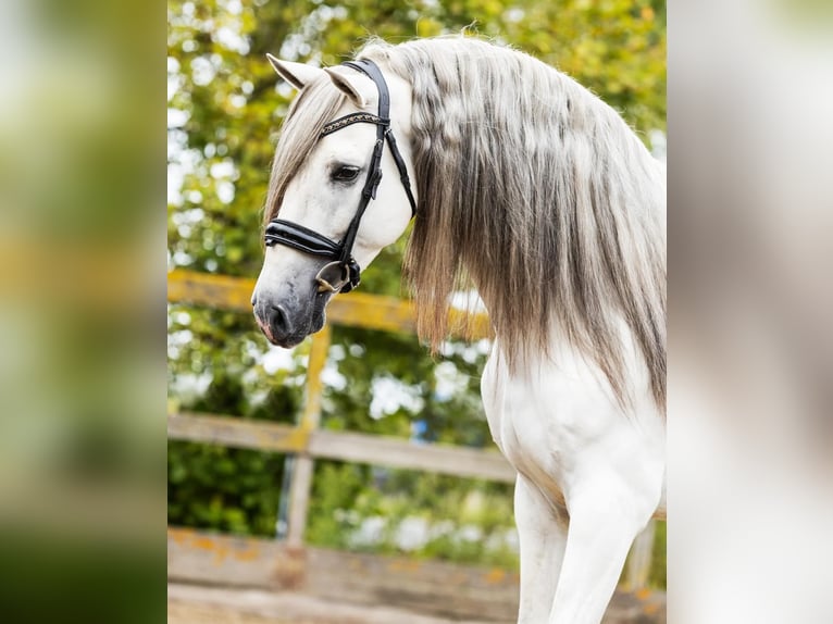 Andalusian Stallion 5 years 15,3 hh Gray in Sm