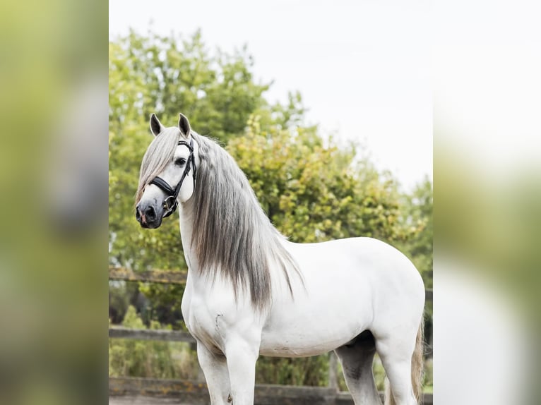 Andalusian Stallion 5 years 15,3 hh Gray in Sm