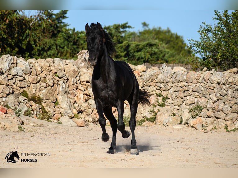 Andalusian Stallion 5 years 15,1 hh Black in Menorca