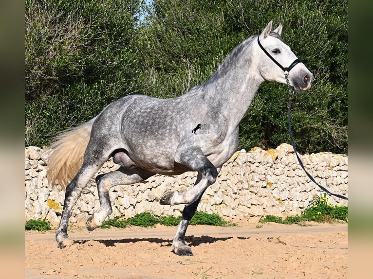Andalusian Stallion 5 years 15,1 hh Grey in Menorca