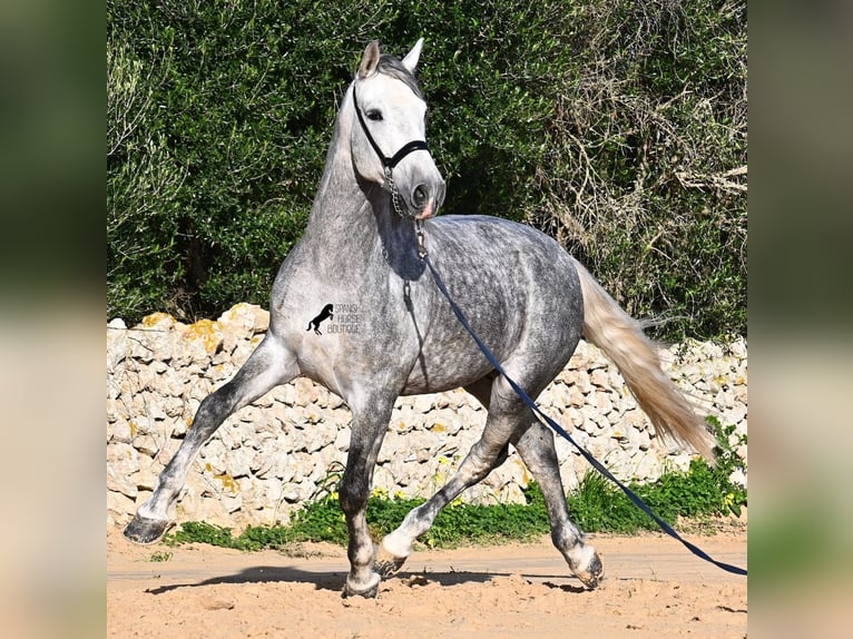 Andalusian Stallion 5 years 15,1 hh Grey in Menorca