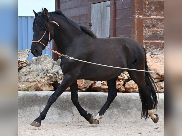 Andalusian Stallion 5 years 15,2 hh Black in Mallorca