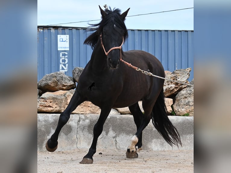 Andalusian Stallion 5 years 15,2 hh Black in Mallorca