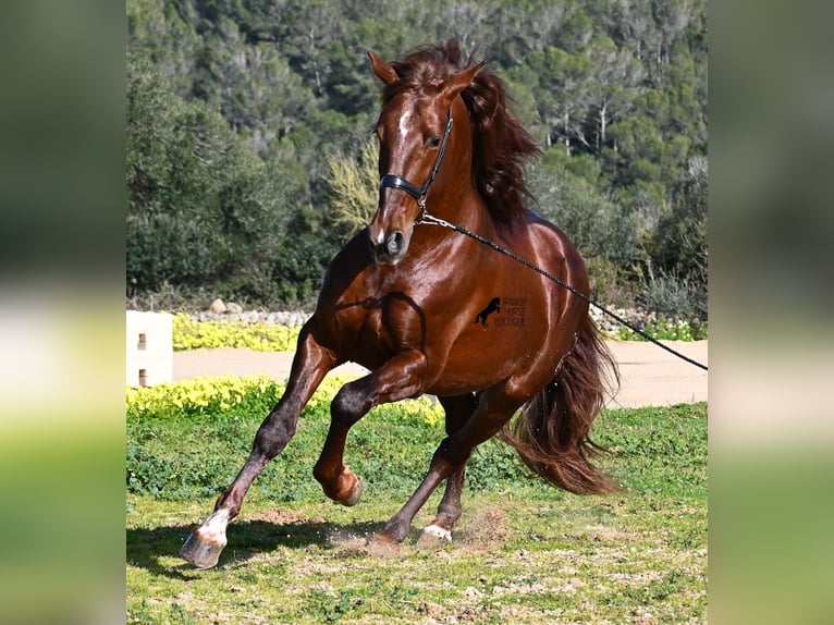 Andalusian Stallion 5 years 15,2 hh Chestnut-Red in Mallorca