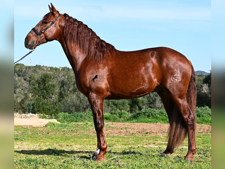 Andalusian Stallion 5 years 15,2 hh Chestnut-Red in Mallorca